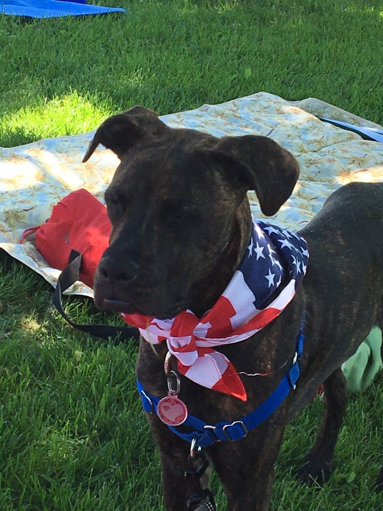 Parker, a Boxer and Chow Chow mix tested with EmbarkVet.com