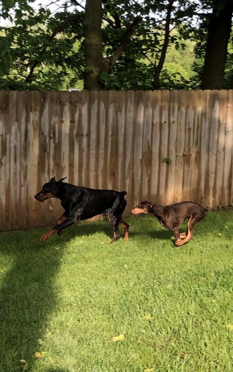 Thunder, a Doberman Pinscher tested with EmbarkVet.com