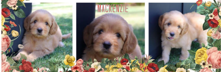 Mackenzie “Mack”, a Poodle (Standard) and Poodle (Small) mix tested with EmbarkVet.com