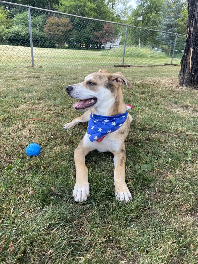 Beau, a Siberian Husky and American Bulldog mix tested with EmbarkVet.com