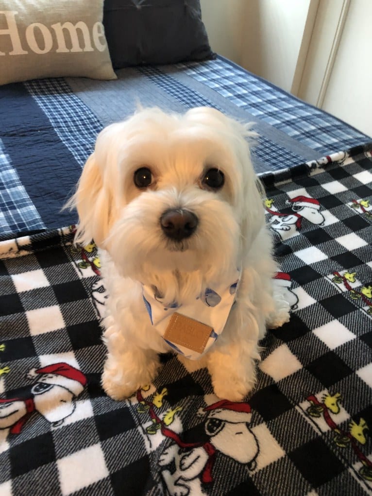 Brody, a Maltese tested with EmbarkVet.com