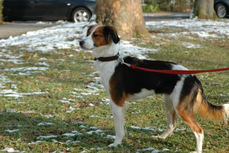 Turbo, an English Setter and Brittany mix tested with EmbarkVet.com