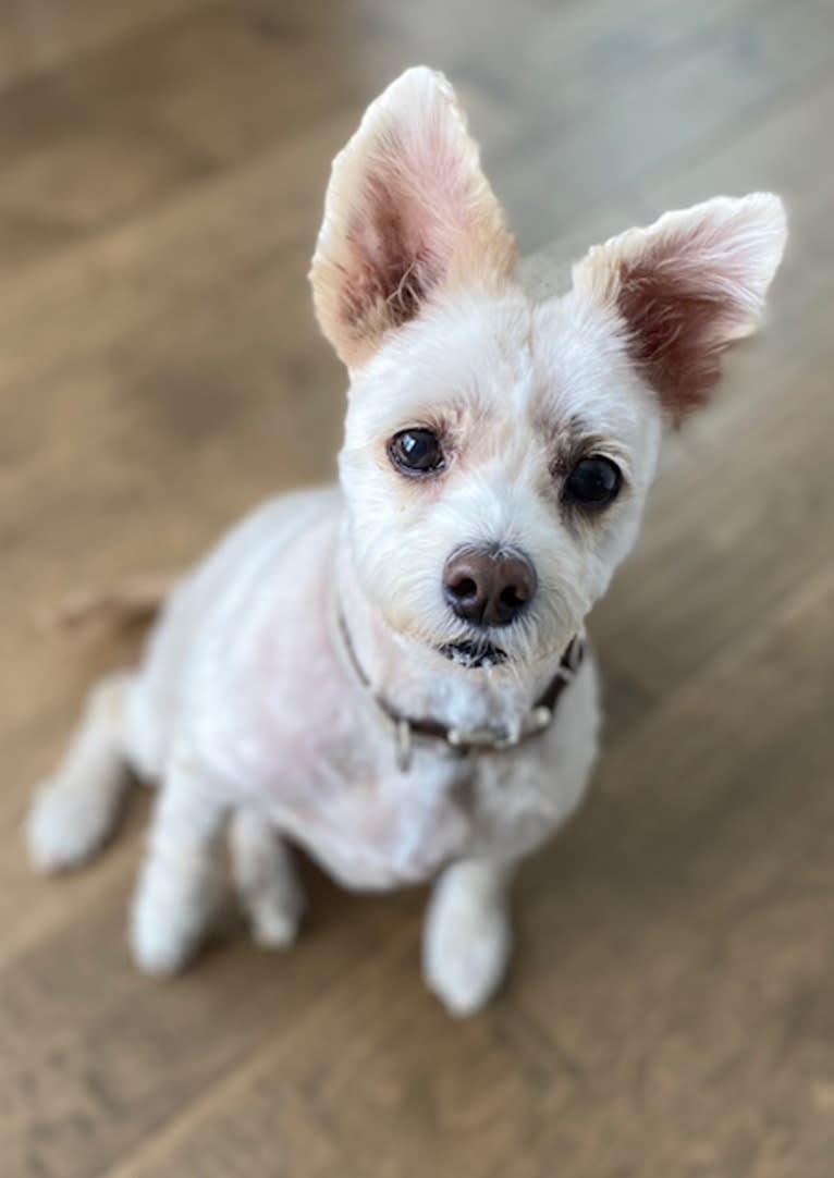 Zuzu, a Miniature Pinscher and Poodle (Small) mix tested with EmbarkVet.com