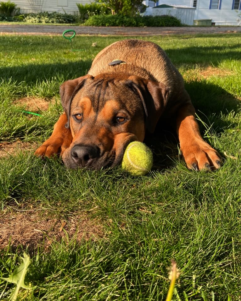 Lenny, a Rottweiler and American Pit Bull Terrier mix tested with EmbarkVet.com