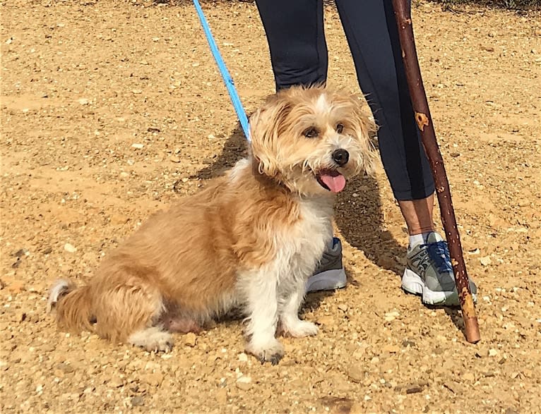 Walter, a Lhasa Apso and American Eskimo Dog mix tested with EmbarkVet.com