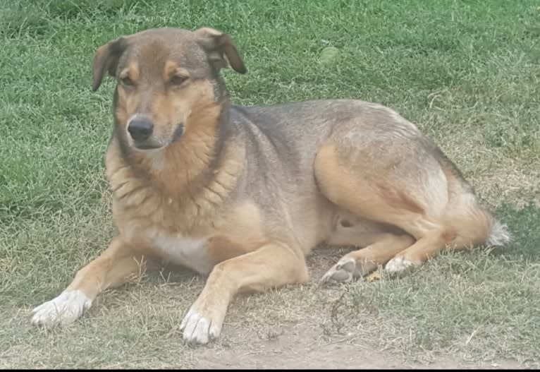 Bo, an Australian Cattle Dog and Border Collie mix tested with EmbarkVet.com