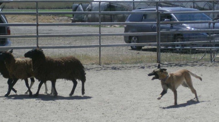 Dottie von Vogeley, a Belgian Shepherd tested with EmbarkVet.com