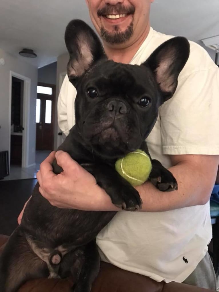 Abner, a French Bulldog tested with EmbarkVet.com