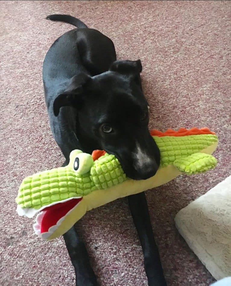 Gator, a Border Collie and Anatolian Shepherd Dog mix tested with EmbarkVet.com