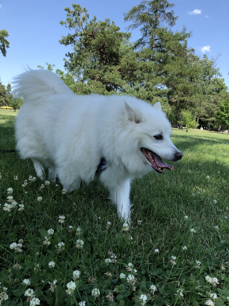 Zeus, an American Eskimo Dog tested with EmbarkVet.com