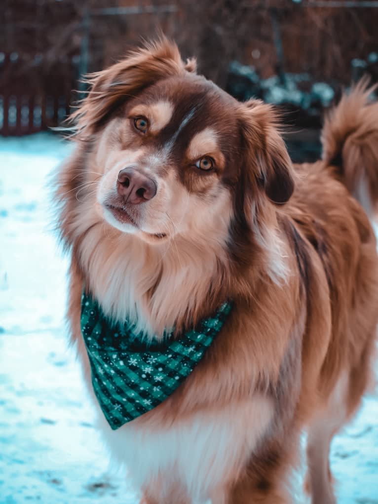 Farley, an Australian Shepherd tested with EmbarkVet.com