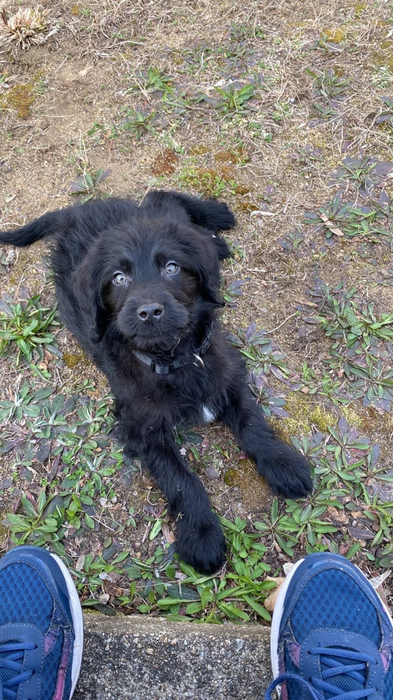 Levi, a Labradoodle tested with EmbarkVet.com