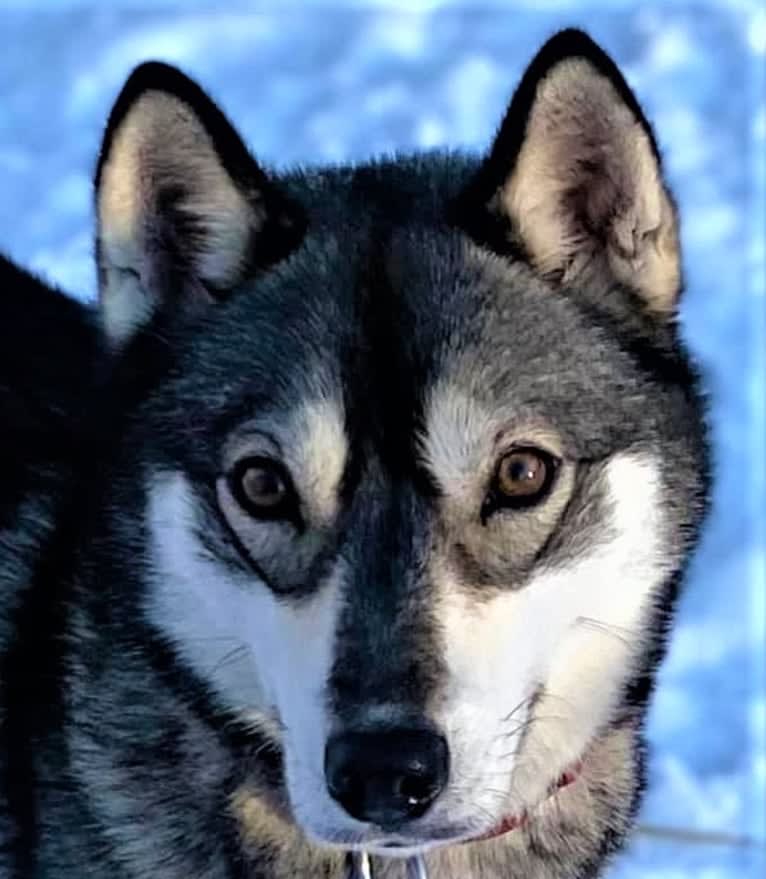 Queen, a Siberian Husky tested with EmbarkVet.com