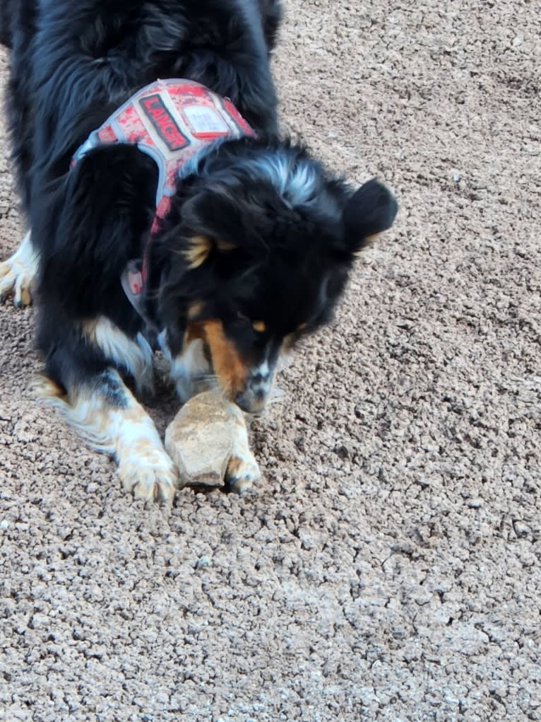 Lancer, an Australian Shepherd and Australian Cattle Dog mix tested with EmbarkVet.com