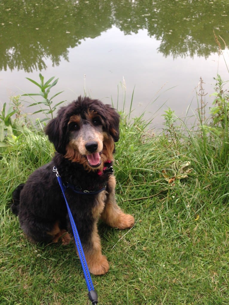 Hayley, an Aussiedoodle tested with EmbarkVet.com