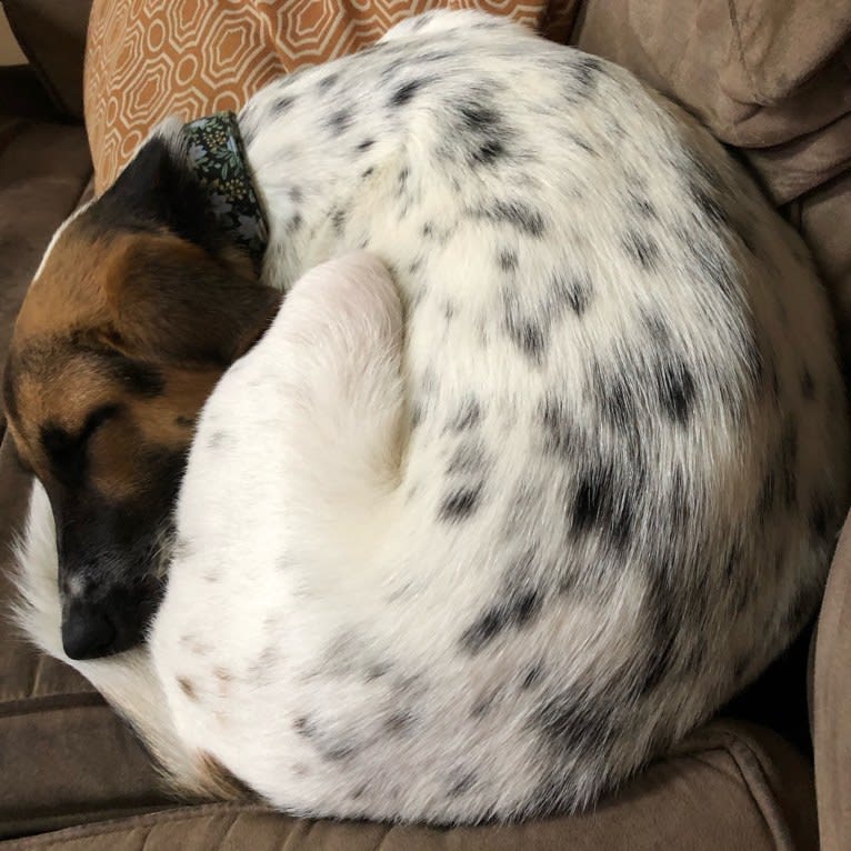 Zoe, a Labrador Retriever and American Foxhound mix tested with EmbarkVet.com