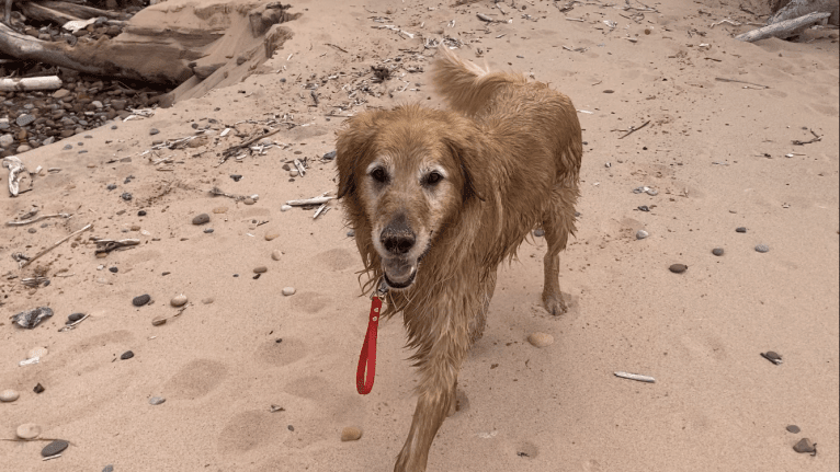 Timber “Gross Manor’s I’ll Be The One You Won’t Forget”, a Golden Retriever tested with EmbarkVet.com