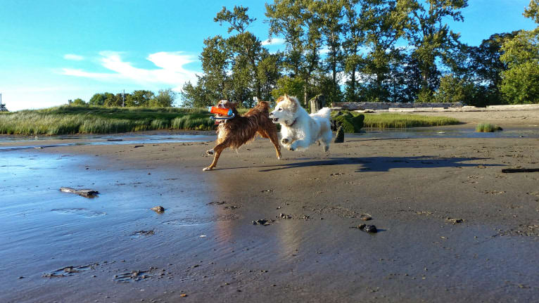 Koda, an Australian Shepherd tested with EmbarkVet.com