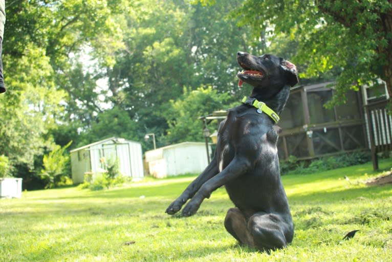 Curiosity Blue, a Labrador Retriever and Australian Shepherd mix tested with EmbarkVet.com