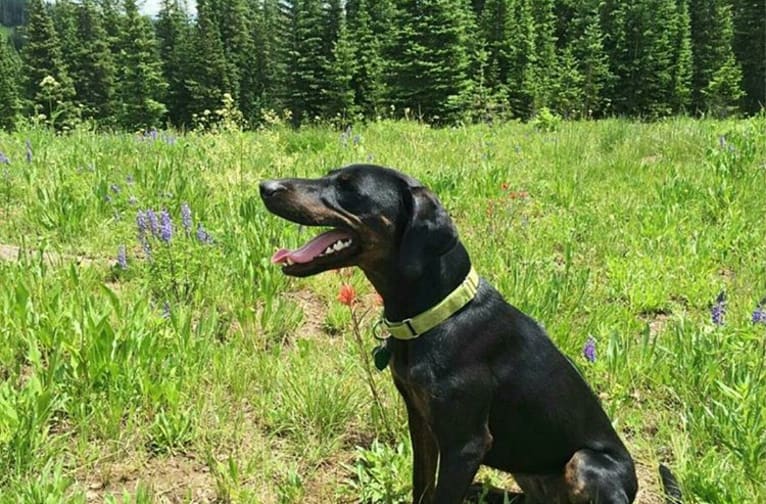 Cricket, a Rhodesian Ridgeback and Plott mix tested with EmbarkVet.com