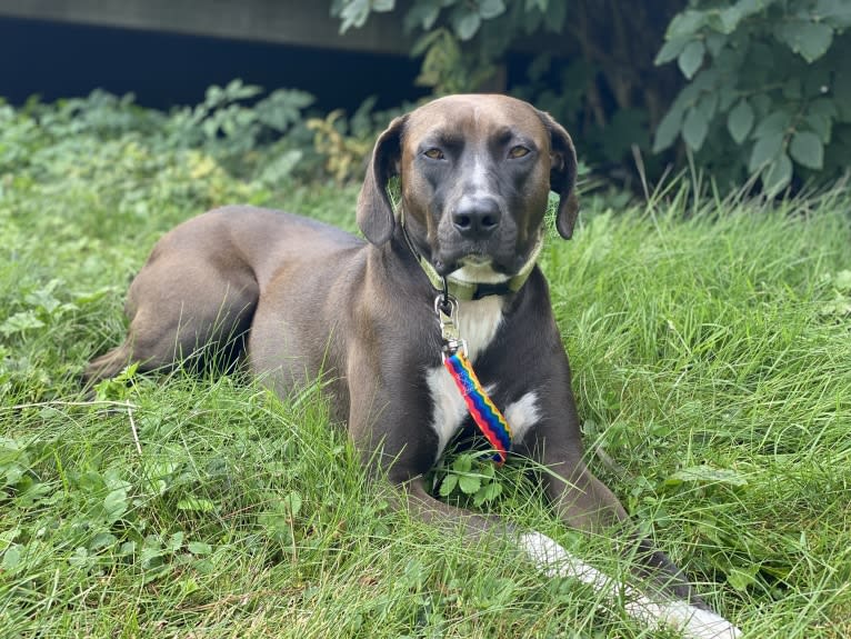 Rover, an American Pit Bull Terrier and Redbone Coonhound mix tested with EmbarkVet.com