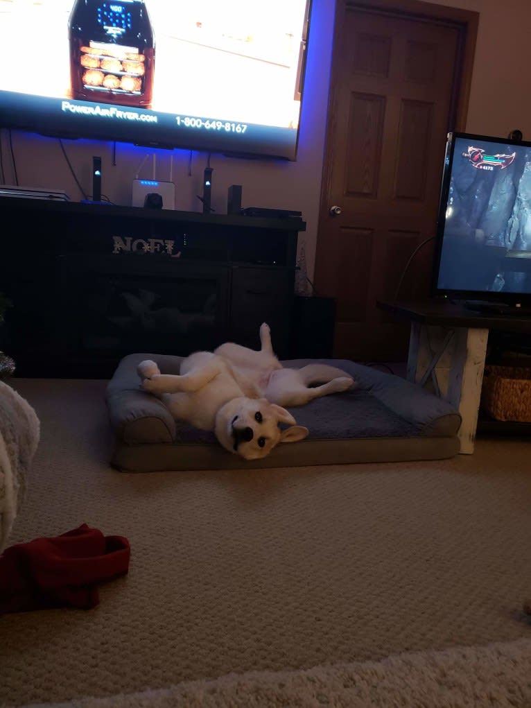 Blue, a Great Pyrenees and Anatolian Shepherd Dog mix tested with EmbarkVet.com