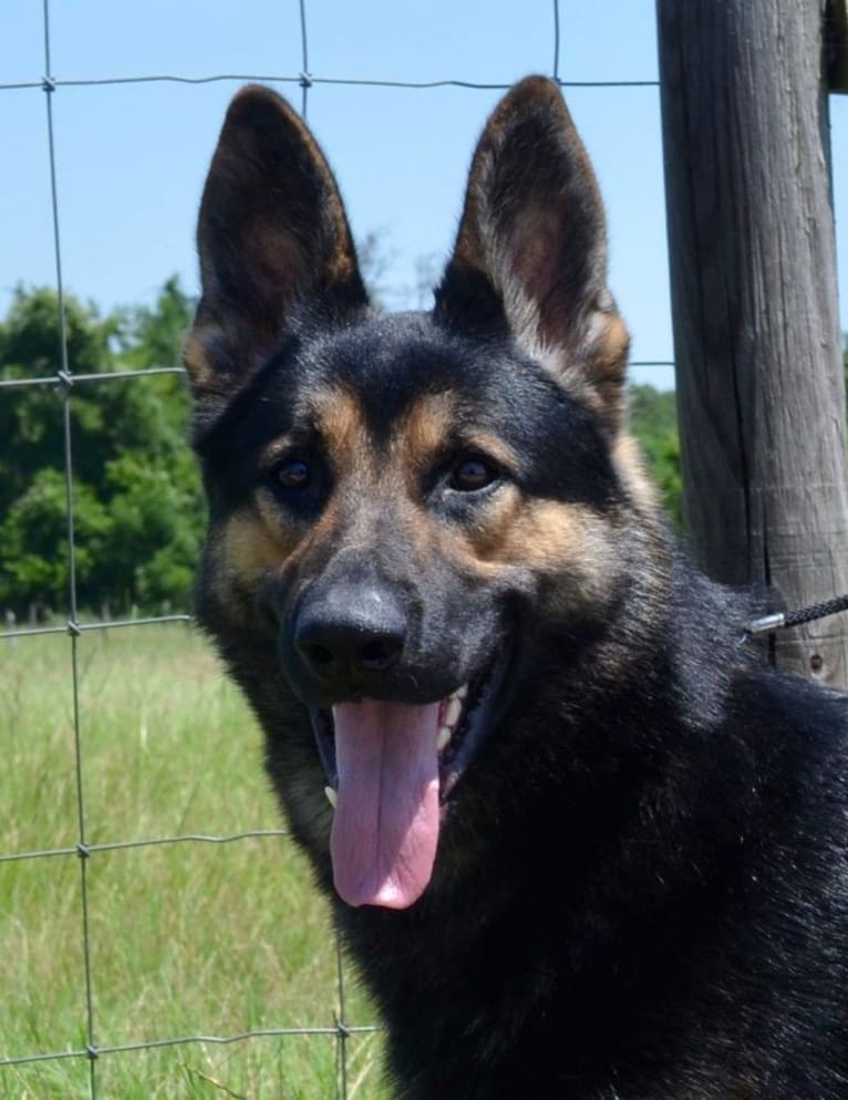 Lightning, a German Shepherd Dog tested with EmbarkVet.com