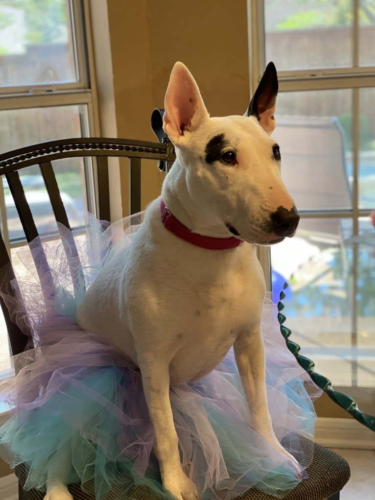 Miley, a Bull Terrier tested with EmbarkVet.com