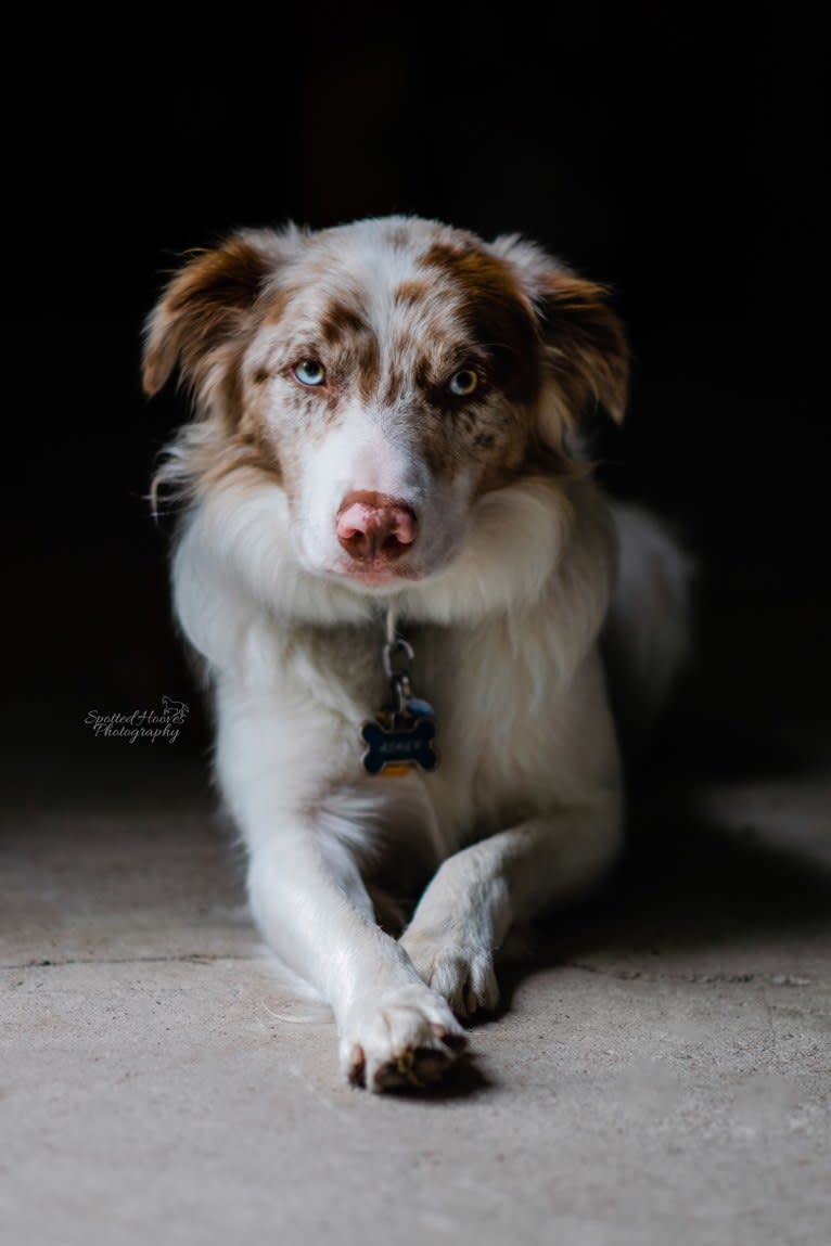 Spurs N Ashes, a Border Collie tested with EmbarkVet.com