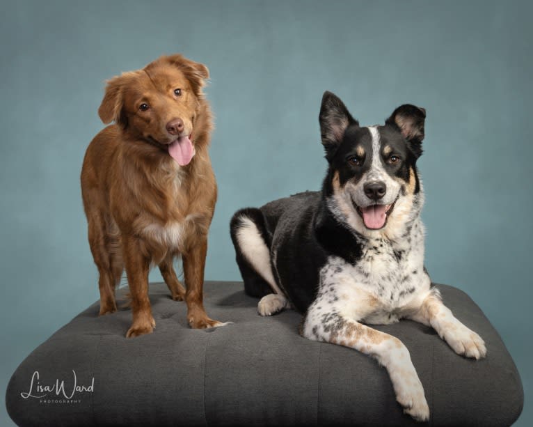 Charlie, a Siberian Husky and Australian Cattle Dog mix tested with EmbarkVet.com