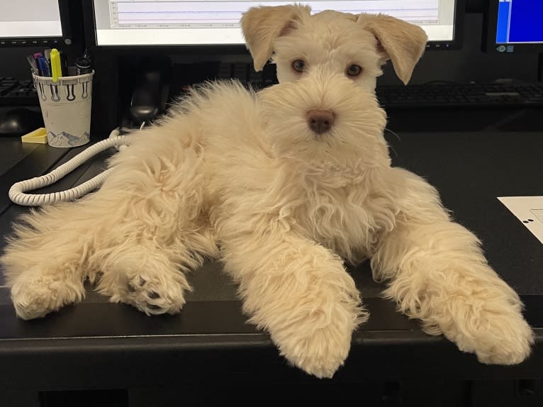 Piotr, a Miniature Schnauzer tested with EmbarkVet.com