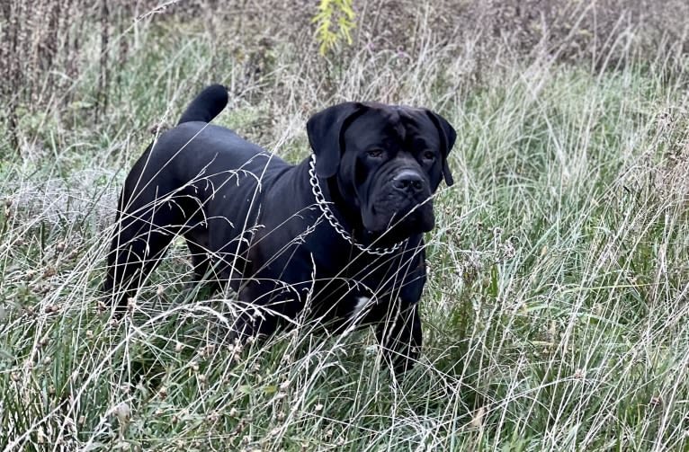 Jabali Boland, a Boerboel tested with EmbarkVet.com