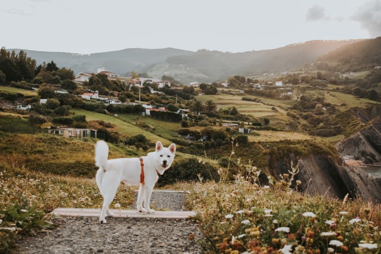 Nuru, a Japanese or Korean Village Dog and Jindo mix tested with EmbarkVet.com