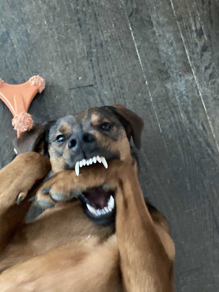 Milo, a Rottweiler and Golden Retriever mix tested with EmbarkVet.com