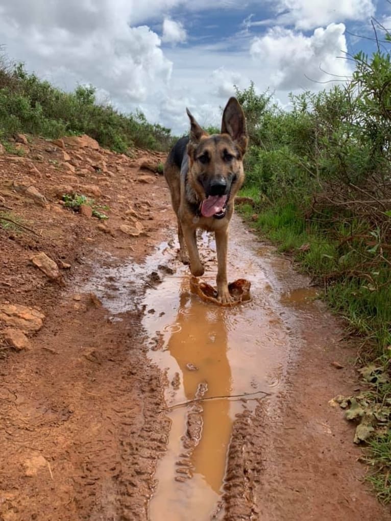 Gunther, a German Shepherd Dog and Labrador Retriever mix tested with EmbarkVet.com