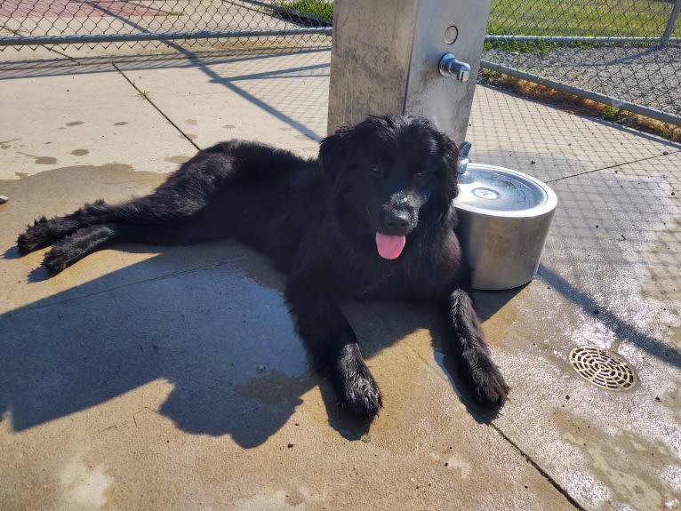 Molly, a Newfoundland tested with EmbarkVet.com