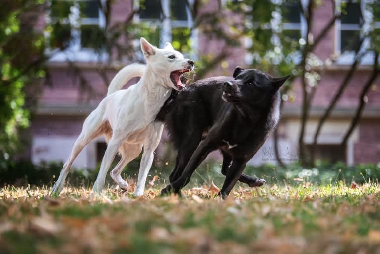 Suri, a Canaan Dog tested with EmbarkVet.com