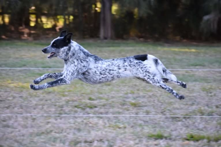 April, an Australian Cattle Dog and Siberian Husky mix tested with EmbarkVet.com