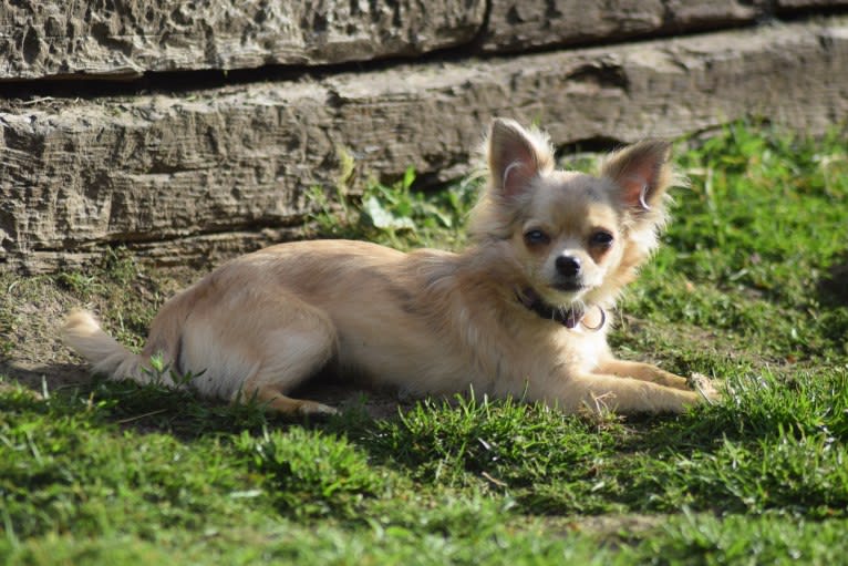 Brea, a Chihuahua tested with EmbarkVet.com