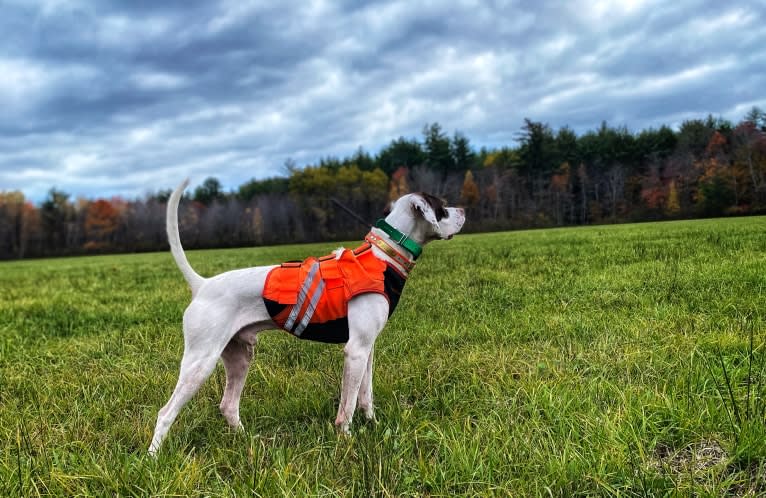 Barley, a Pointer tested with EmbarkVet.com