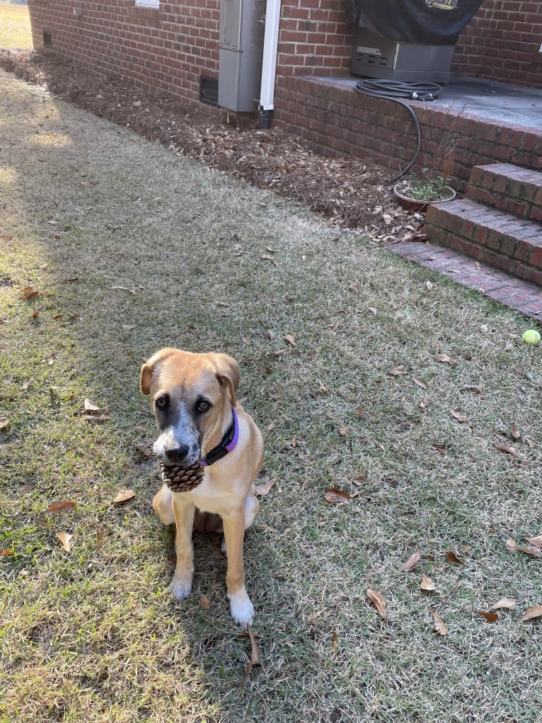 Willow, a Boxer and Australian Shepherd mix tested with EmbarkVet.com