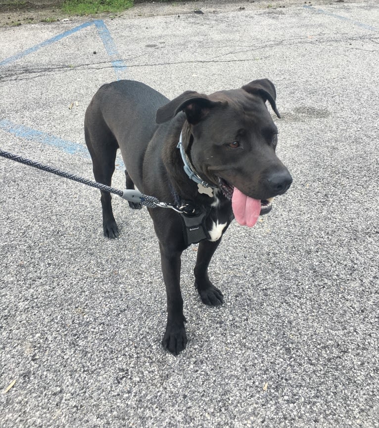 Teddy, an American Pit Bull Terrier and American Staffordshire Terrier mix tested with EmbarkVet.com