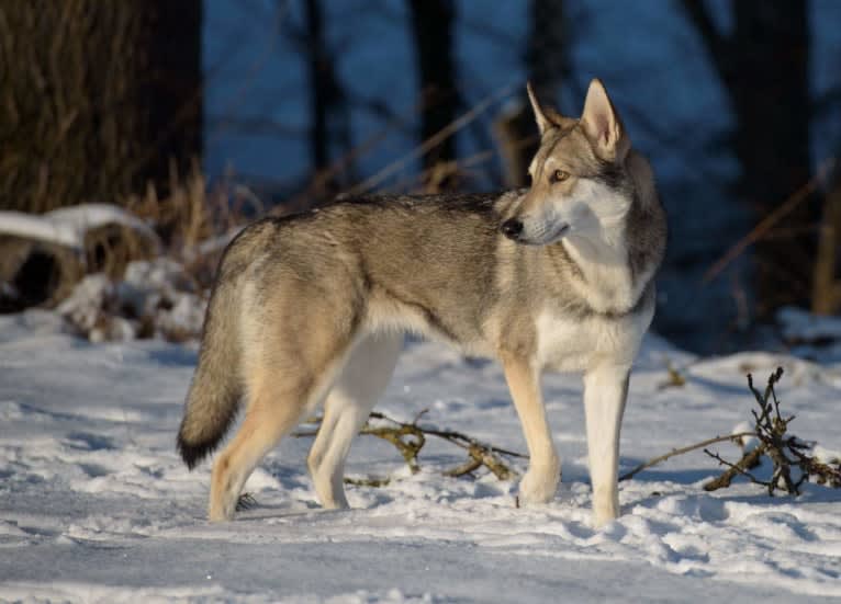 Enya, a Saarloos Wolfdog tested with EmbarkVet.com