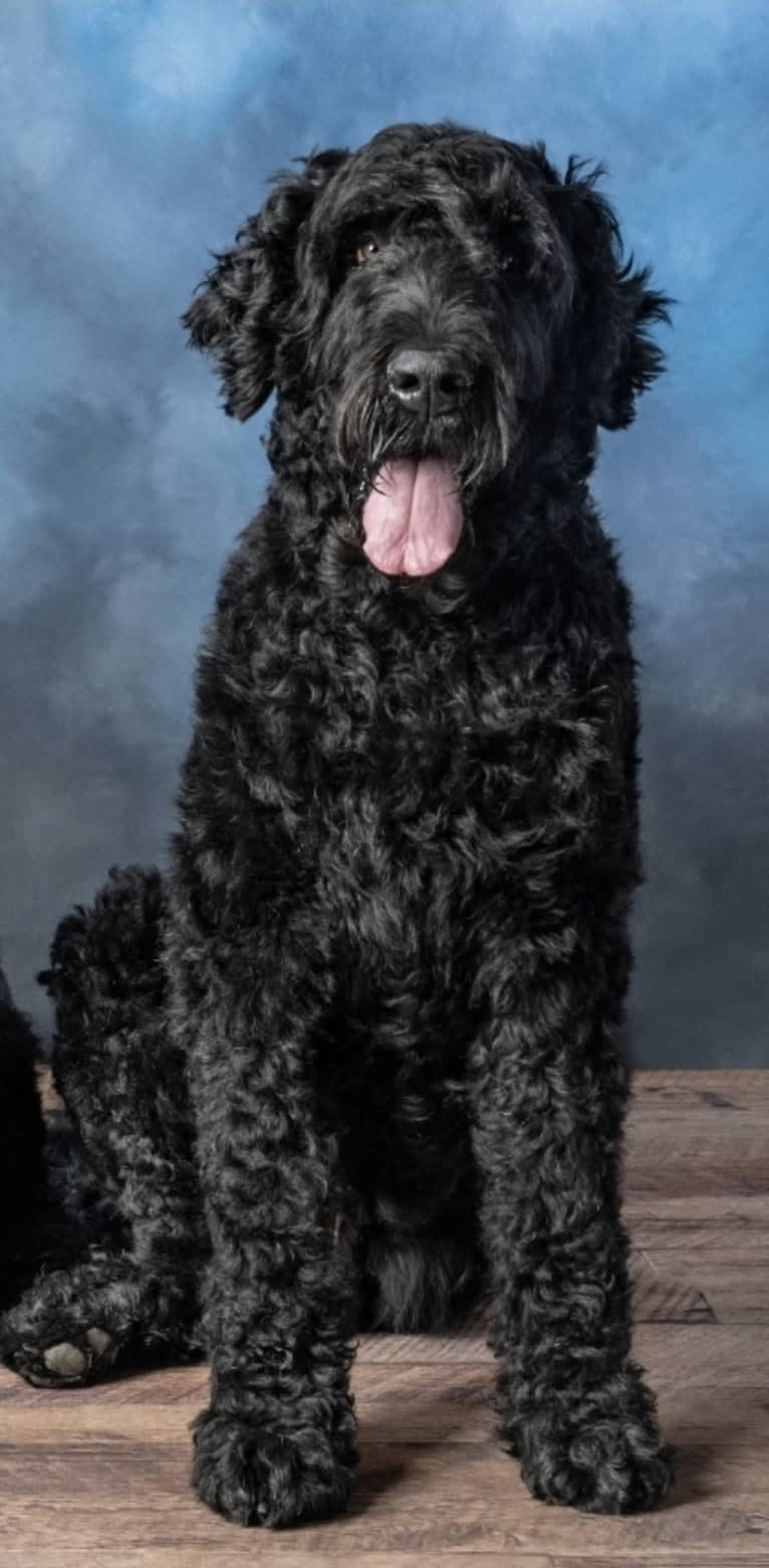 Raven, a Black Russian Terrier tested with EmbarkVet.com