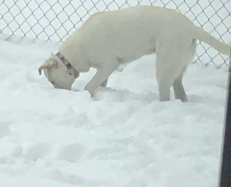 Maizee, a Great Pyrenees and German Shepherd Dog mix tested with EmbarkVet.com