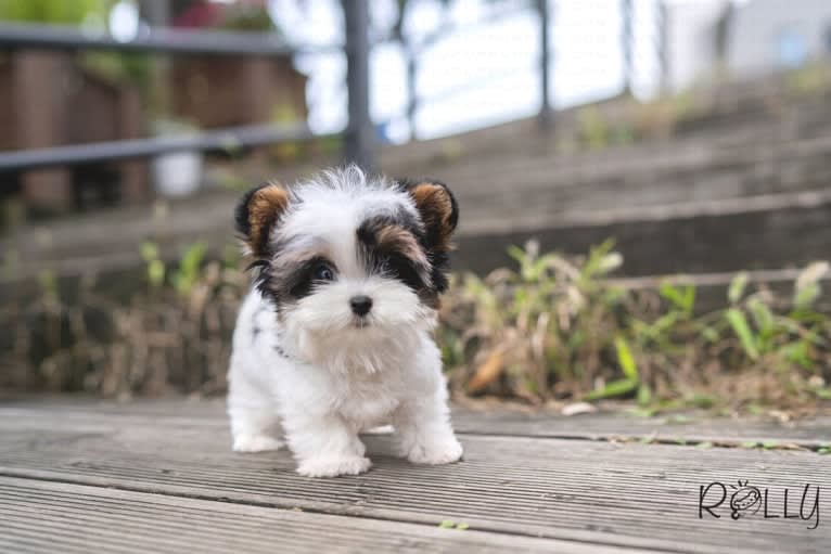 Jasper Hwang, a Biewer Terrier tested with EmbarkVet.com