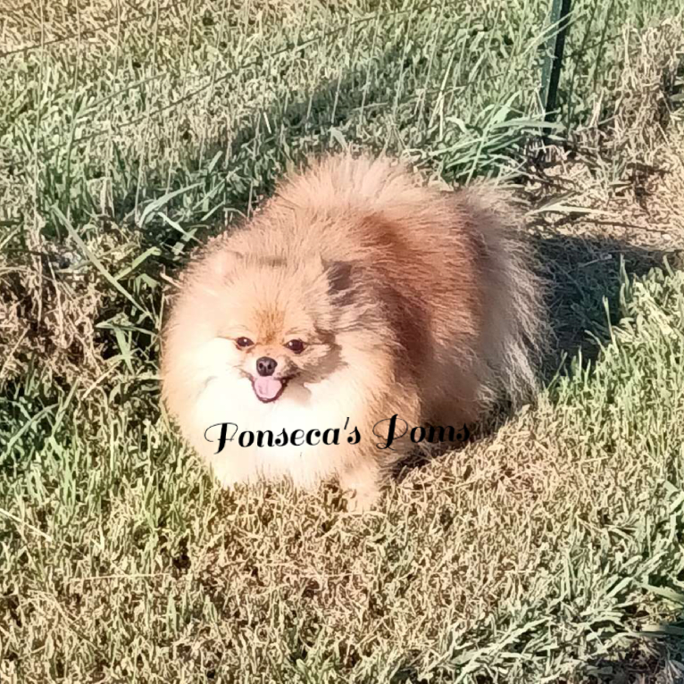 Hope, a Pomeranian tested with EmbarkVet.com