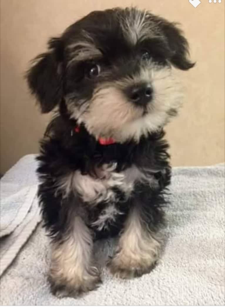 Sawyer, a Miniature Schnauzer tested with EmbarkVet.com