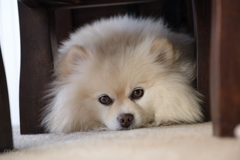 Misha, a Pomeranian tested with EmbarkVet.com