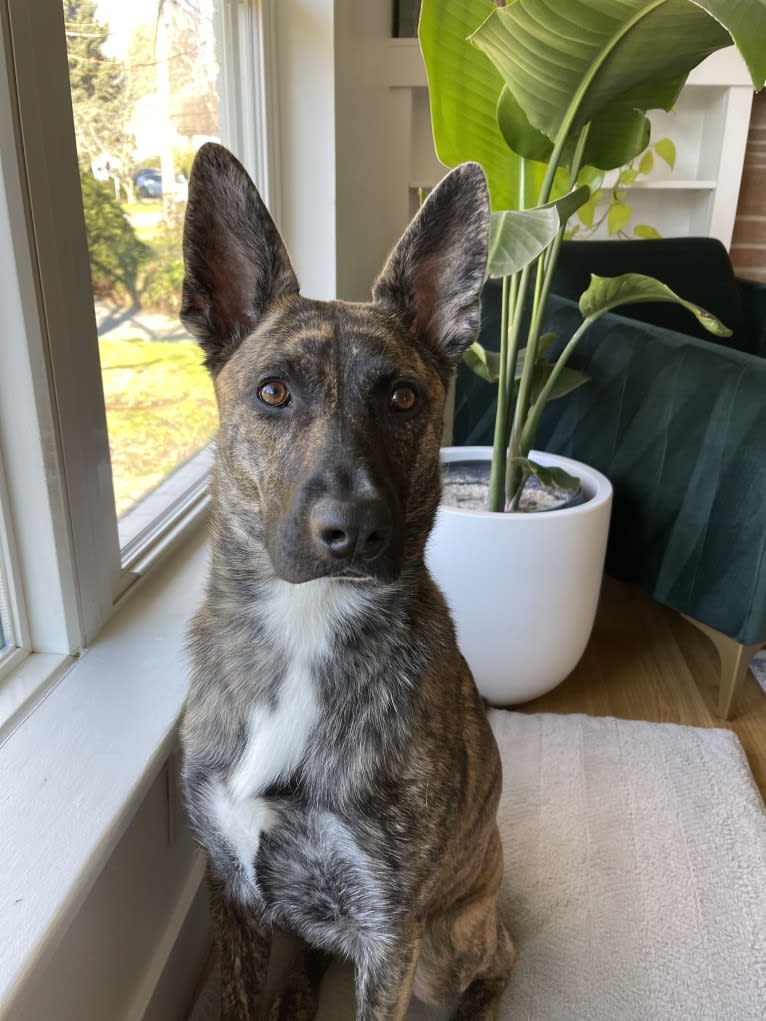 Pepper, a German Shepherd Dog and American Pit Bull Terrier mix tested with EmbarkVet.com